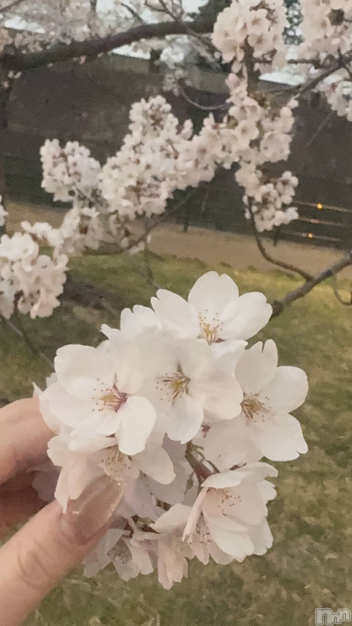 ����������ʥå��������륺�С�Girls Bar Philia(�����륺�С��ե��ꥢ) ��2026ǯ4��8���̥�֥����ֺ����Ƥ�����💗��