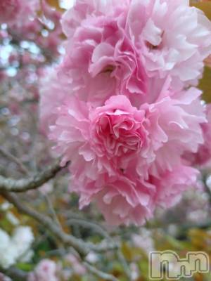 新潟デリヘル 人妻不倫処　桃屋　新潟店(ヒトヅマフリンドコロモモヤ) しおん・新人奥様(37)の4月18日写メブログ「あつかったわ」