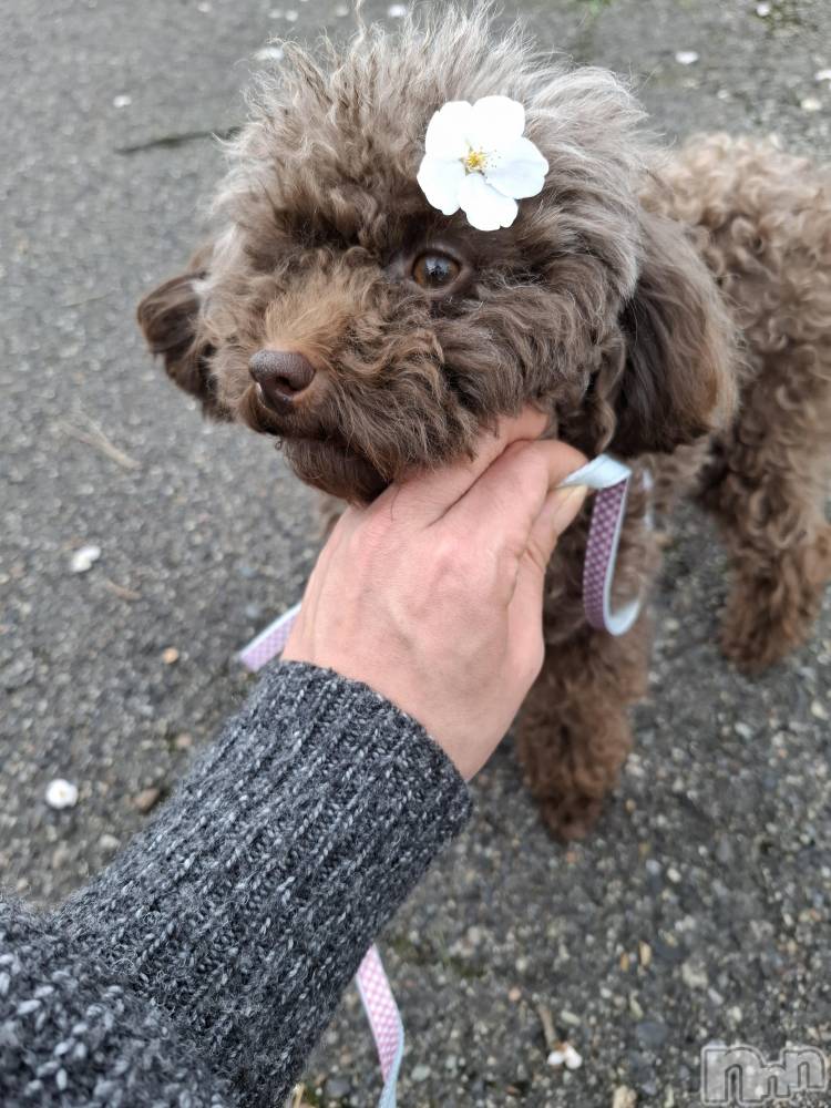 �����������Х��顦����ֽϽ�����Х��� Lips(���奯���祭��Х����åץ�) �Ϥ��4��17���̥�֥����ֻ�������🌸��