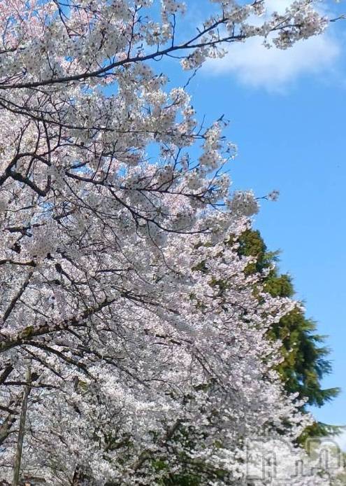 �����������Х��顦����ֽϽ�����Х��� Lips(���奯���祭��Х����åץ�) ��2026ǯ4��8���̥�֥����֤���Ф��😘��