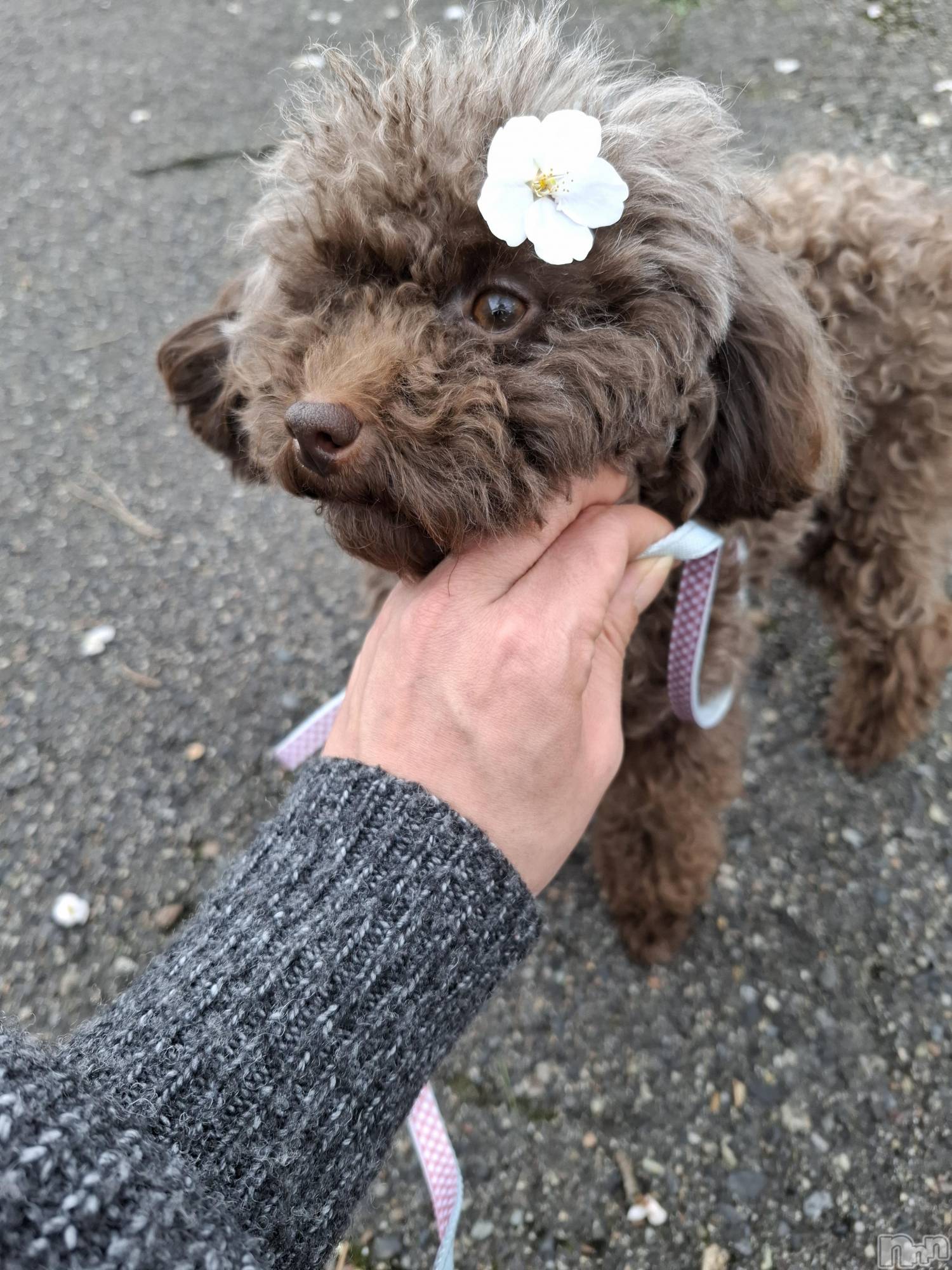 �����������Х��顦����ֽϽ�����Х��� Lips(���奯���祭��Х����åץ�) ��2026ǯ4��17���̥�֥����ֻ�������🌸��