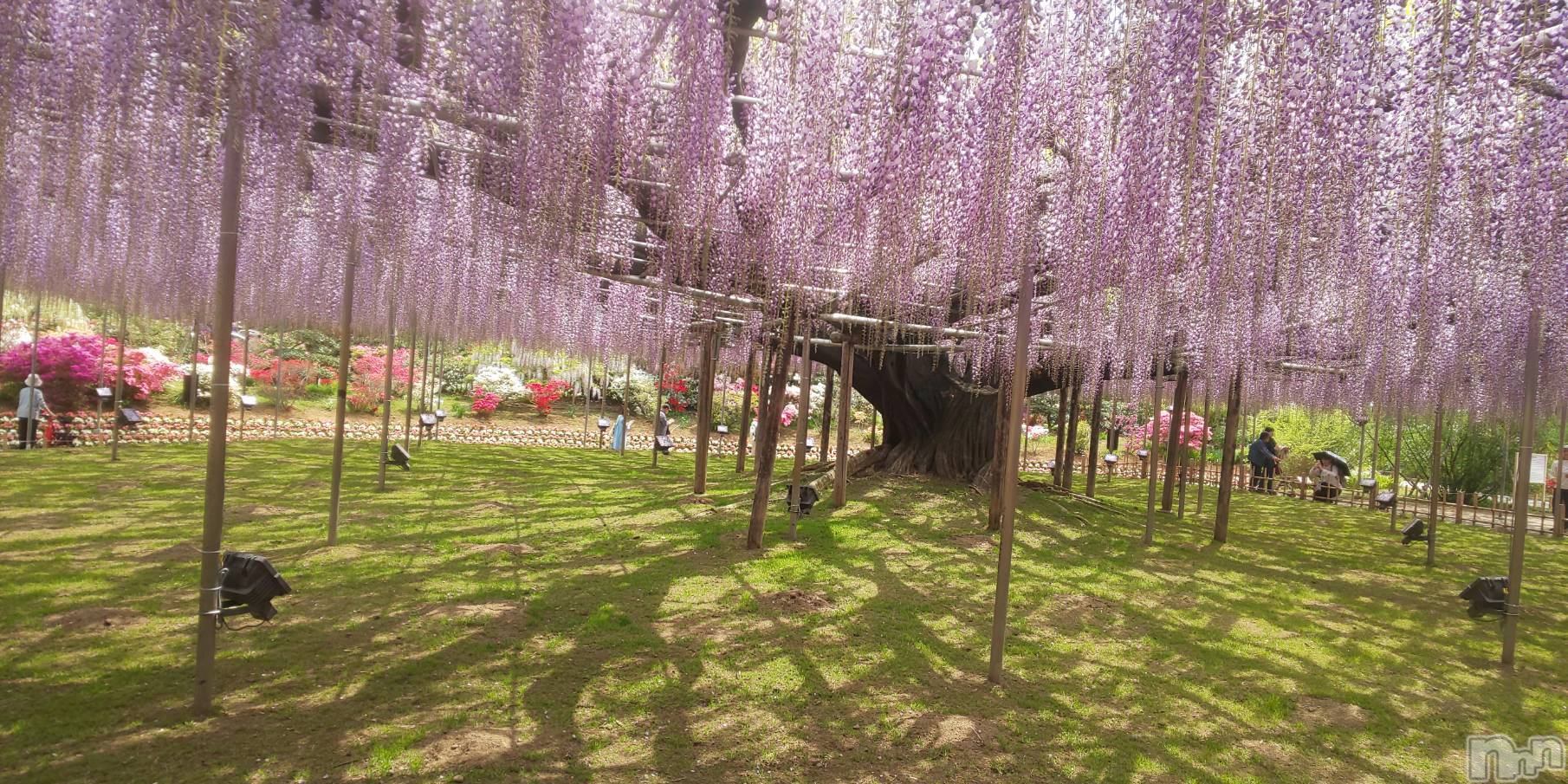 �����������Х��顦����ֽϽ�����Х��� Lips(���奯���祭��Х����åץ�) ��2026ǯ4��22���̥�֥����֤���Ф��😘��