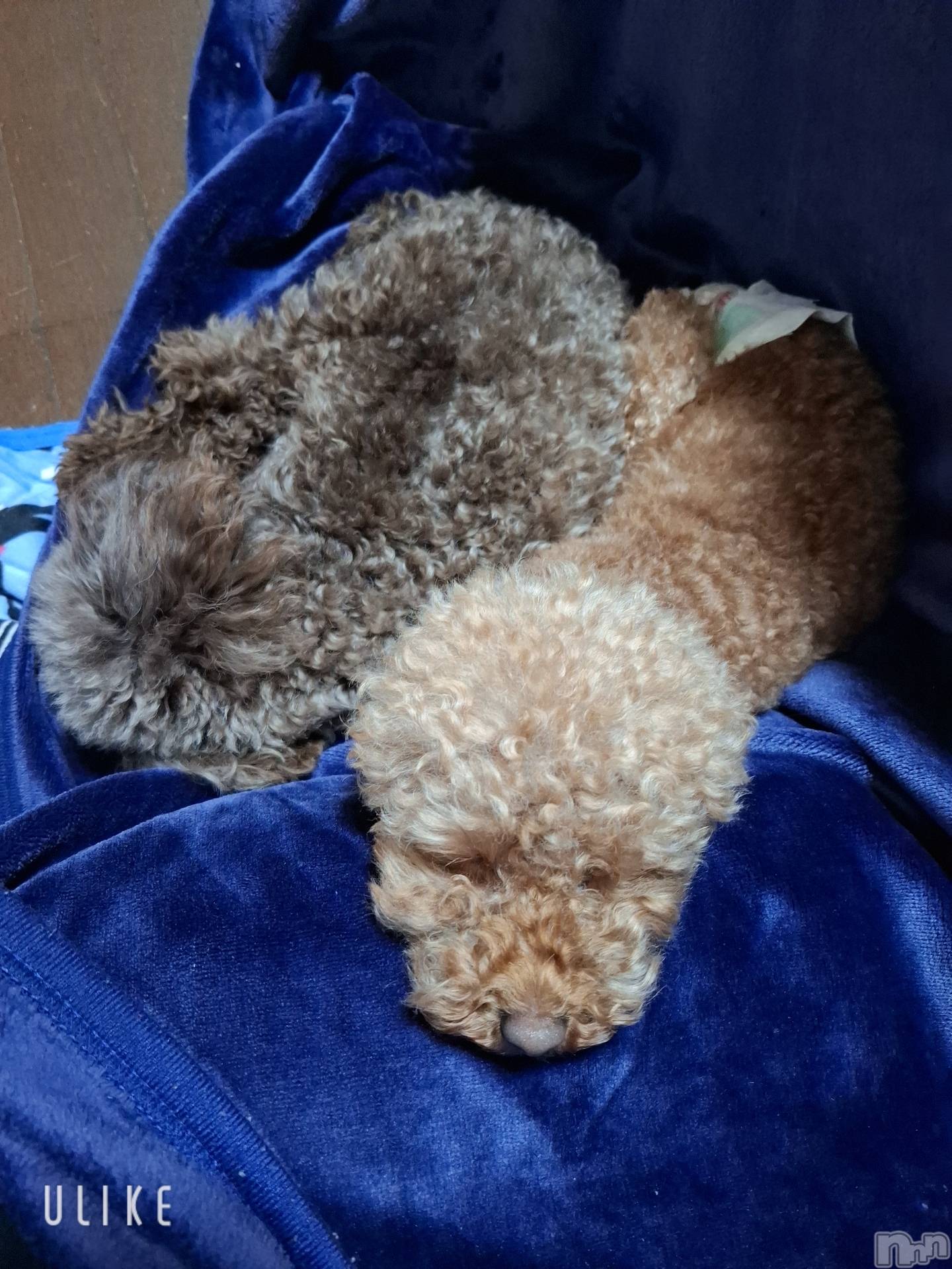 �����������Х��顦����ֽϽ�����Х��� Lips(���奯���祭��Х����åץ�) ��2026ǯ4��24���̥�֥����ֽжФ��ޤ���❣️��