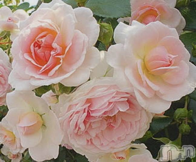 �����������Х��顦����ֽϽ�����Х��� Lips(���奯���祭��Х����åץ�) ��2026ǯ5��29���̥�֥����֤���Ф��💓‪��