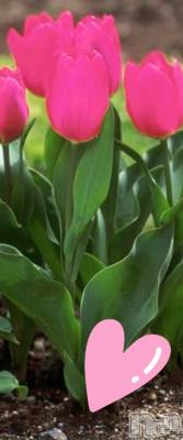 �����������Х��顦����ֽϽ�����Х��� Lips(���奯���祭��Х����åץ�) �Ϥ��4��16���̥�֥������繥��❣️��