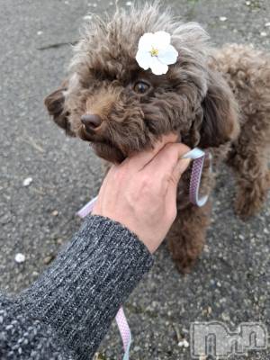 �����������Х��顦����ֽϽ�����Х��� Lips(���奯���祭��Х����åץ�) �Ϥ��4��17���̥�֥����ֻ�������🌸��