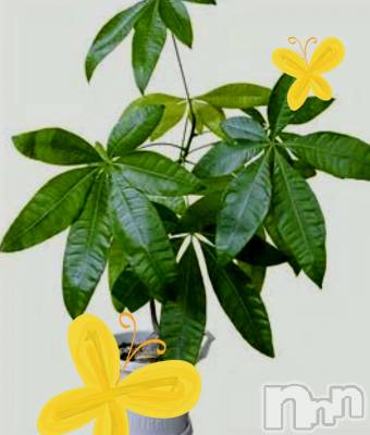 �����������Х��顦����ֽϽ�����Х��� Lips(���奯���祭��Х����åץ�) �Ϥ��4��25���̥�֥����֤���Ф��😘��