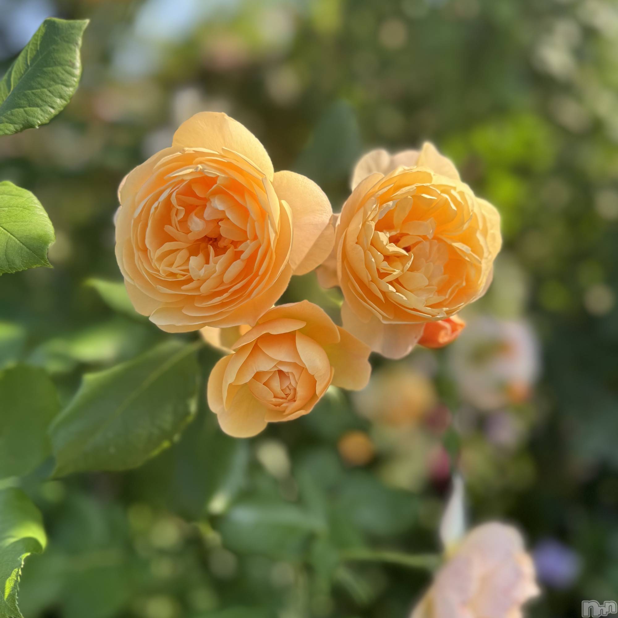 �����������Х��顦����ֽϽ�����Х��� Lips(���奯���祭��Х����åץ�) ��2026ǯ4��28���̥�֥�����♡�פ��֤�νж�♡��