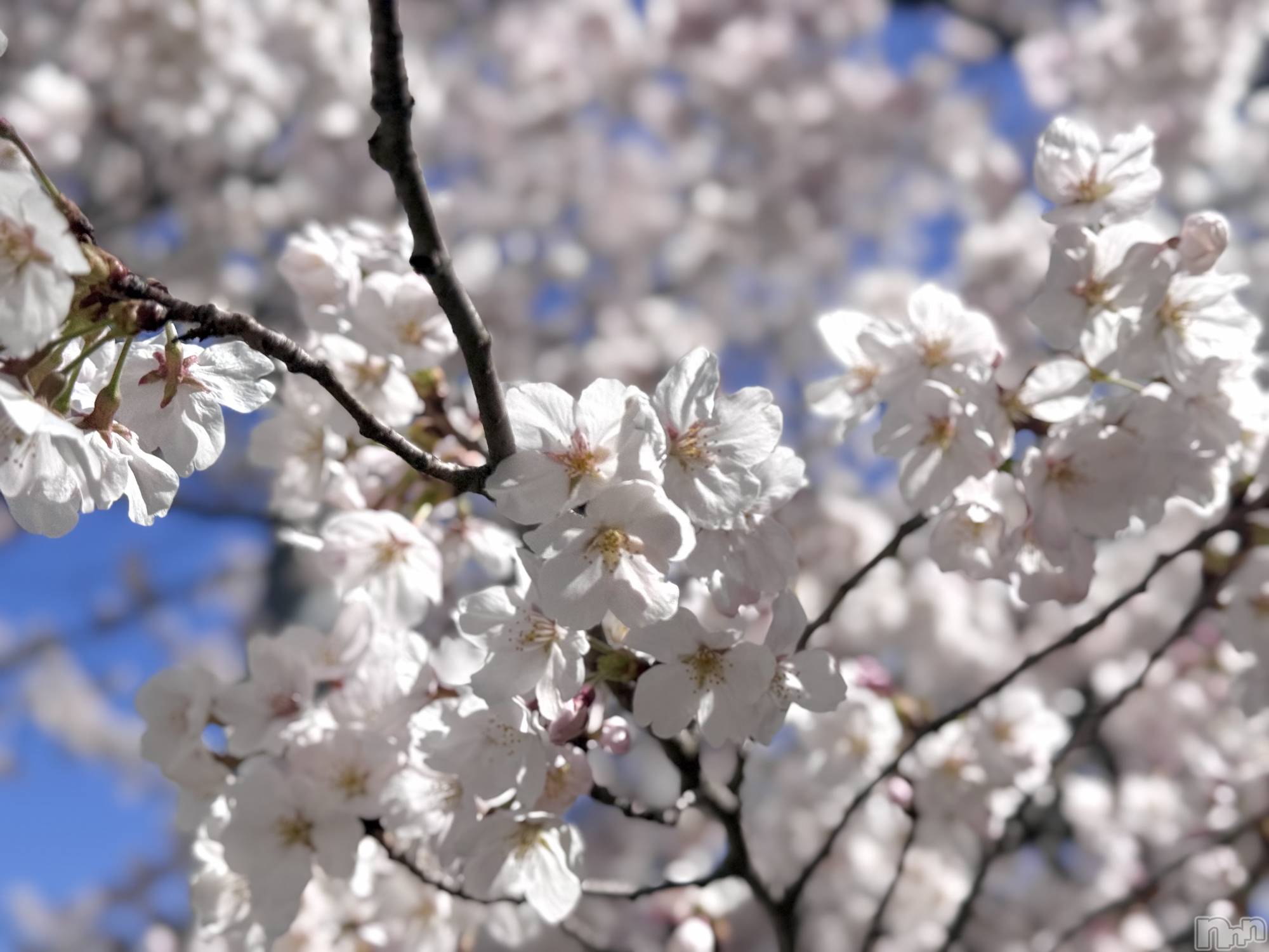 ��ˬ����Х��顦����֥���� �ץ���� ��ˬ(����� �ץ���� ����) ��2026ǯ4��13���̥�֥�����🪽🤍��