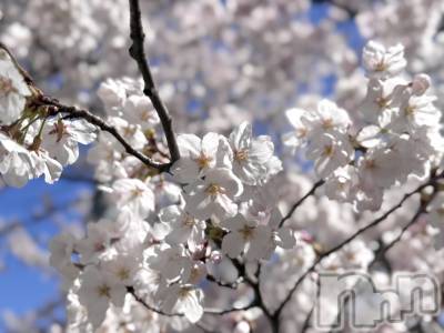 ��ˬ����Х��顦����֥���� �ץ���� ��ˬ(����� �ץ���� ����) ��� ���(23)��4��13���̥�֥�����🪽🤍��