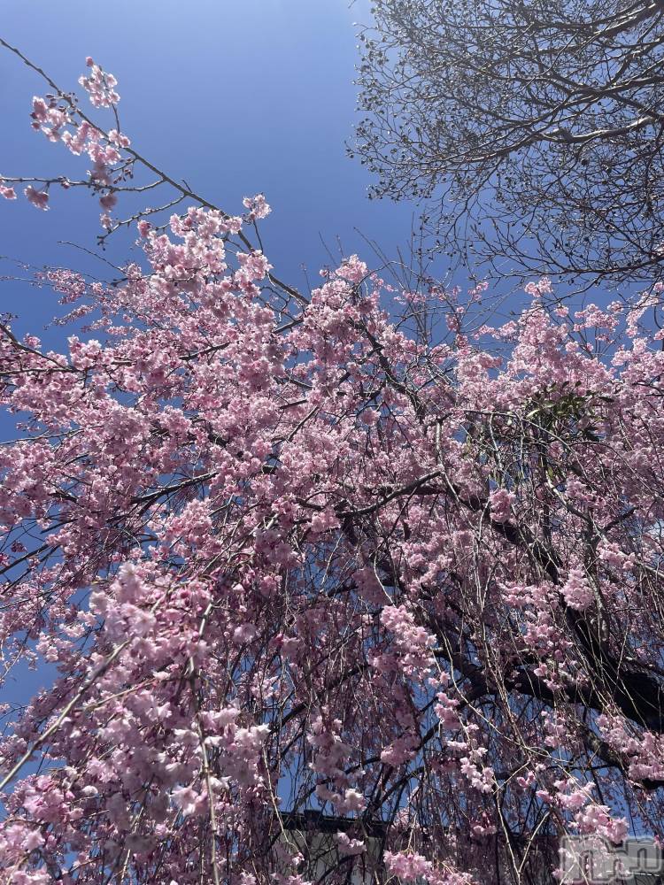 ��ë����Х��顦�����CLUB��Paladin(����֡��ѥ�ǥ���) ��������4��12���̥�֥����ֽ��٤줪�ָ�🌸��