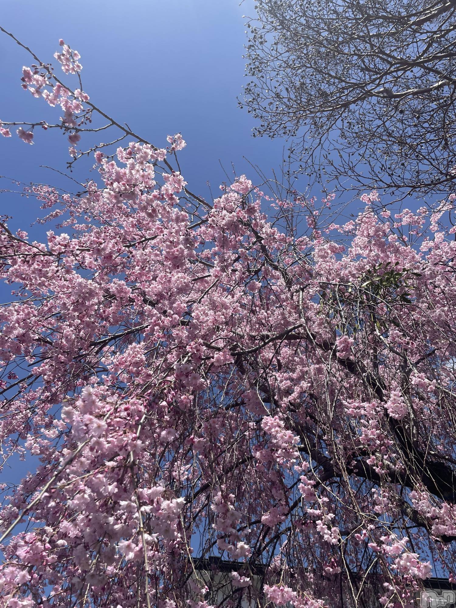 ��ë����Х��顦�����CLUB��Paladin(����֡��ѥ�ǥ���) ��2026ǯ4��12���̥�֥����ֽ��٤줪�ָ�🌸��