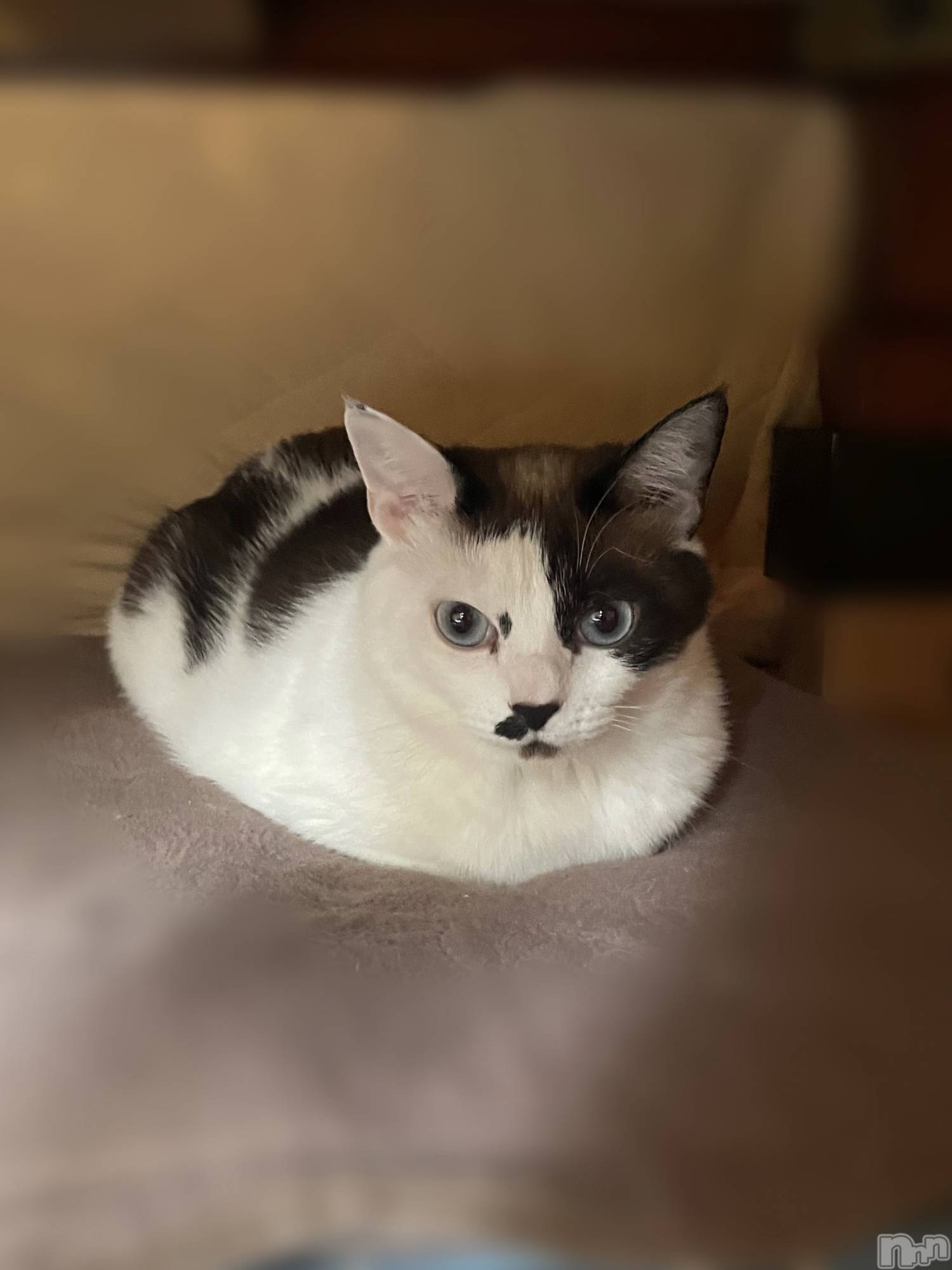 ��ë����Х��顦�����CLUB��Paladin(����֡��ѥ�ǥ���) ��2026ǯ7��2���̥�֥�����Ʀ��ʡ🐱��