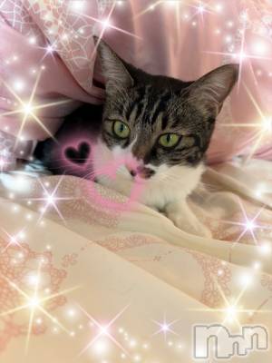 ��ë����Х��顦�����CLUB��Paladin(����֡��ѥ�ǥ���) ��������4��16���̥�֥����֤ˤ��🐈🐾��