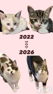 ��ë����Х��顦�����CLUB��Paladin(����֡��ѥ�ǥ���) ��������6��4���̥�֥�����4ǯ��🐈🐾��