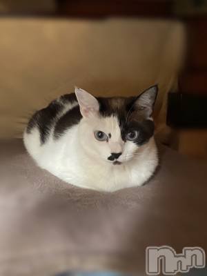 ��ë����Х��顦�����CLUB��Paladin(����֡��ѥ�ǥ���) ��������7��2���̥�֥�����Ʀ��ʡ🐱��