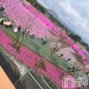 ななの最新ブログ「芝桜🌸」