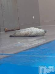 三条デリヘル新潟三条燕ちゃんこ(ニイガタサンジョウツバメチャンコ) ももか(36)の10月8日写メブログ「本日よりプリンセス休暇です」