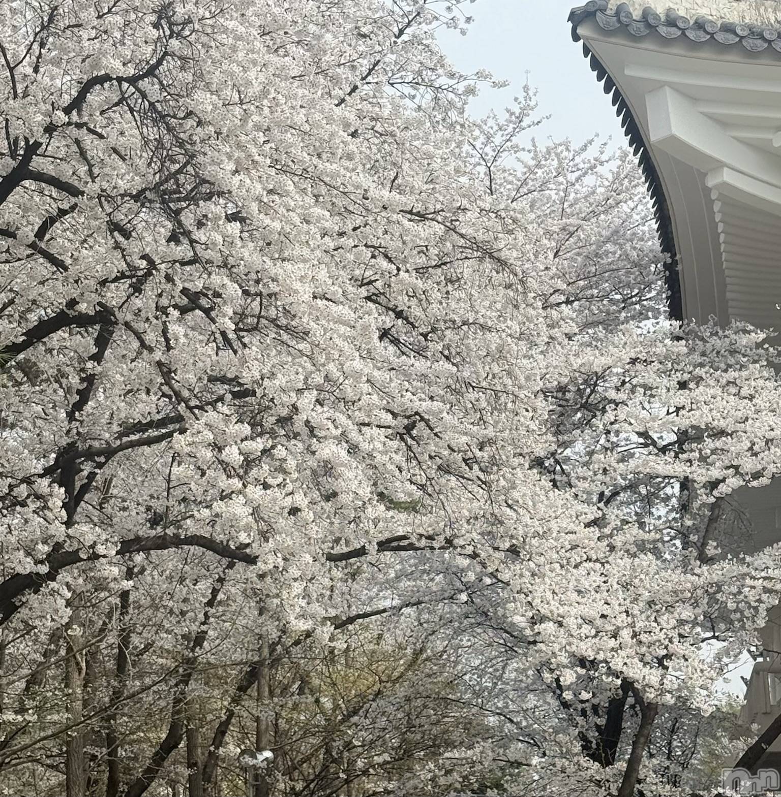 ����������ʥå��������륺�С�CHUN��LUU(�����롼) ��2026ǯ4��24���̥�֥����֤Ϥ���ޤ���🎀🎶��