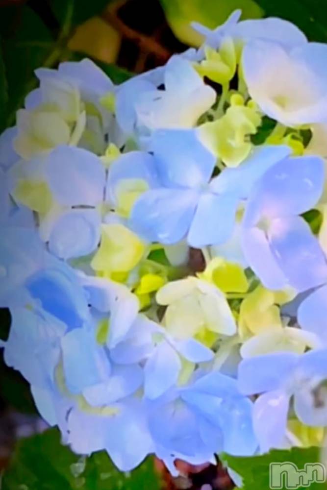 �����������Х��顦����ֽϽ�����Х��� Lips(���奯���祭��Х����åץ�) �ꤺ����6��26���̥�֥����ֱ������Τ�˫��🐌��