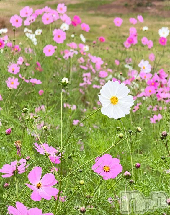 長岡デリヘルROOKIE(ルーキー)ありさ☆プラチナ(22)の2026年10月22日写メブログ「4日間ありがとう🌼」