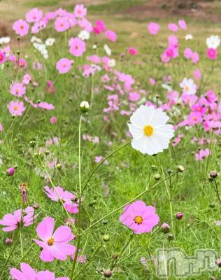 長岡デリヘル ROOKIE(ルーキー) ありさ☆プラチナ(22)の10月22日写メブログ「4日間ありがとう🌼」
