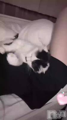 🐱‎🤍