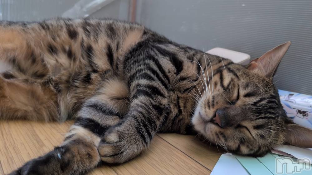 ��Ʋ���ʥå��������륺�С����ʥå��ꤢ��(���ʥå��ꥢ��) ���ä�8��5���̥�֥����֤��Ϥ褦�����ޤ��ޤ���(^o^)����
