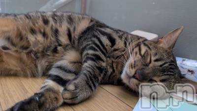 ��Ʋ���ʥå��������륺�С����ʥå��ꤢ��(���ʥå��ꥢ��) ���ä�7��24���̥�֥����ֳ���������ͤǤ���(^o^)����