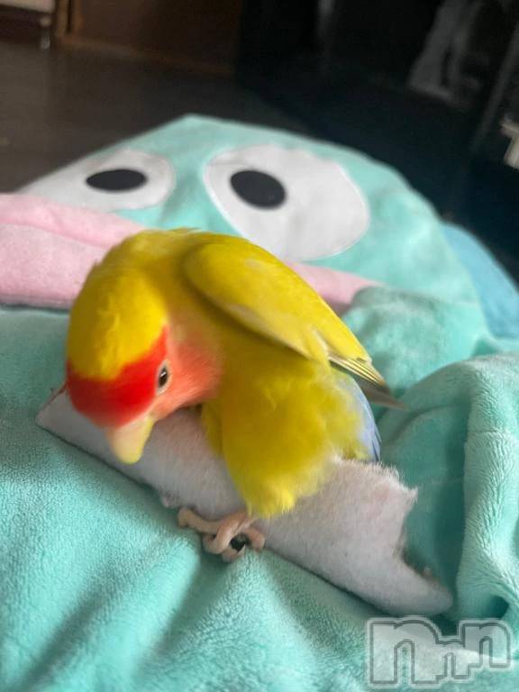 新潟デリヘル新潟市鳥屋野潟ちゃんこ(ニイガタシトヤノガタチャンコ)沙和(40)の2026年8月24日写メブログ「朝から激しい」