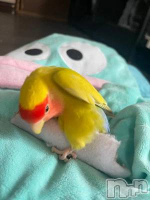 新潟デリヘル 新潟市鳥屋野潟ちゃんこ(ニイガタシトヤノガタチャンコ) 沙和(40)の8月24日写メブログ「朝から激しい」