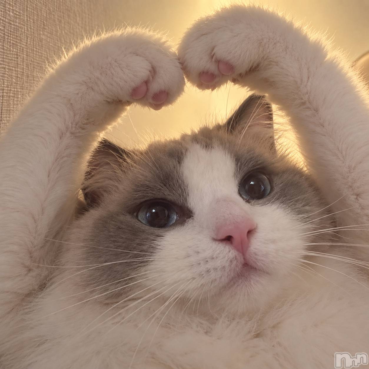 ���ܱ�������Х��顦���������(�����) ��2026ǯ10��1���̥�֥�����🐱��