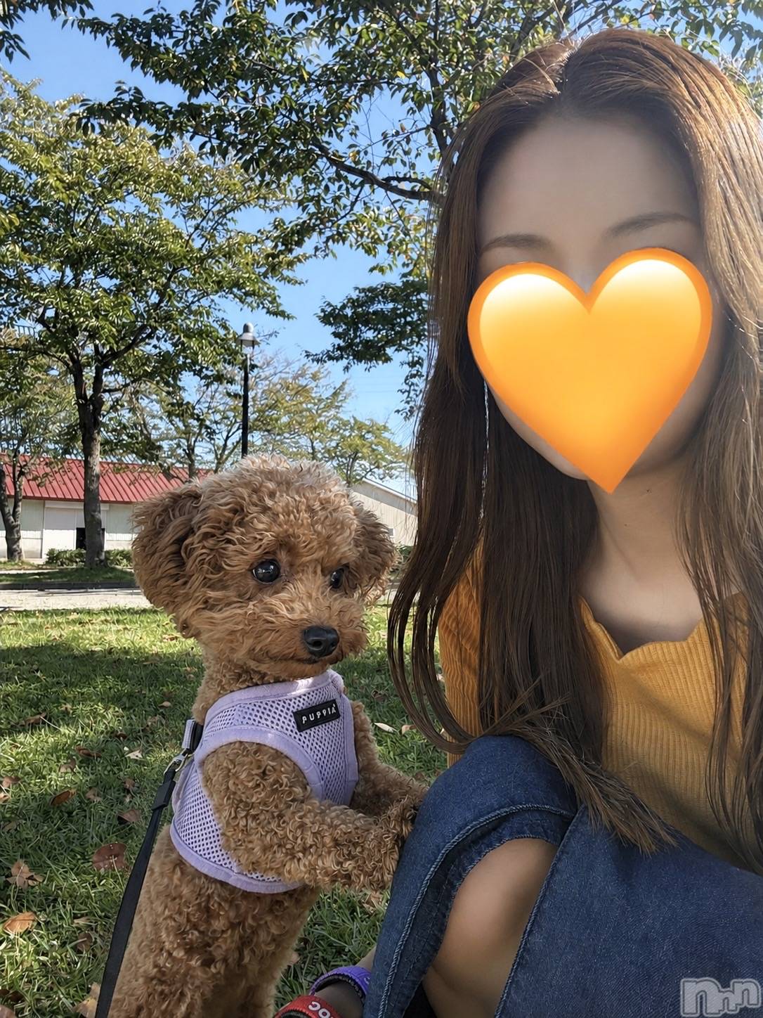 Ĺ�����������襳��ѥ˥��󥯥��Ĺ������ѥ˥���-Daisy- �ǥ����� (Ĺ����ȯ ���㸩����)(�ʥ���������ѥ˥���ǥ�����) ��2026ǯ10��10���̥�֥����֎������Ď����ގڎ�������💘✨��