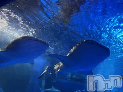 ��Į����Х��顦����֥���� �ץ���� ����(����� �ץ���� ������) ���ꡡ�ᤰ��10��21���̥�֥�����⋆⸜🦈 ⸝‍⋆��