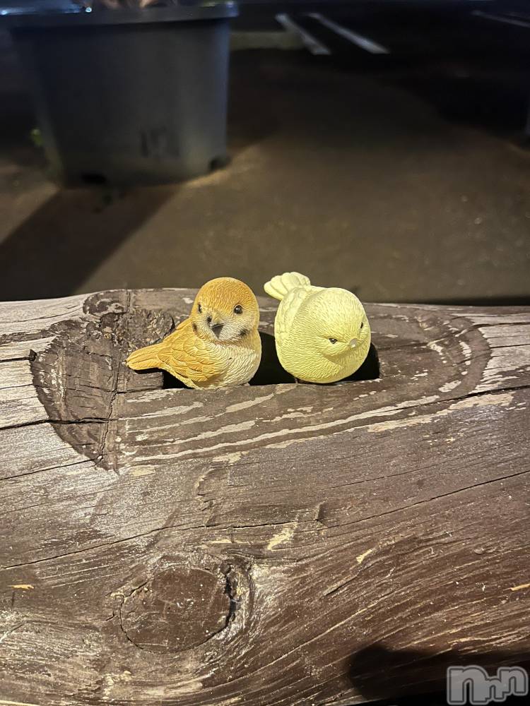 ��Į���ʥå��������륺�С����ʥå�����ܤ�̡�Ĺ��������2��Ź(���ʥå�����ܥ���ޡ��ʥ����������ޥ����˥����ƥ�) �����ʤ�9��29���̥�֥����ֲİ���Ļ����‪🦜‬🐥��