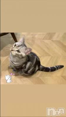 😽
