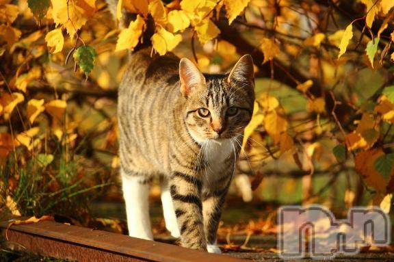 新潟デリヘル人妻不倫処 桃屋 新潟店(ヒトヅマフリンドコロモモヤ) みこと殿方の女神(48)の10月12日写メブログ「急に」