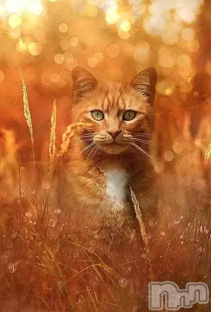 新潟デリヘル人妻不倫処 桃屋 新潟店(ヒトヅマフリンドコロモモヤ) みこと殿方の女神(48)の10月14日写メブログ「ほっと」