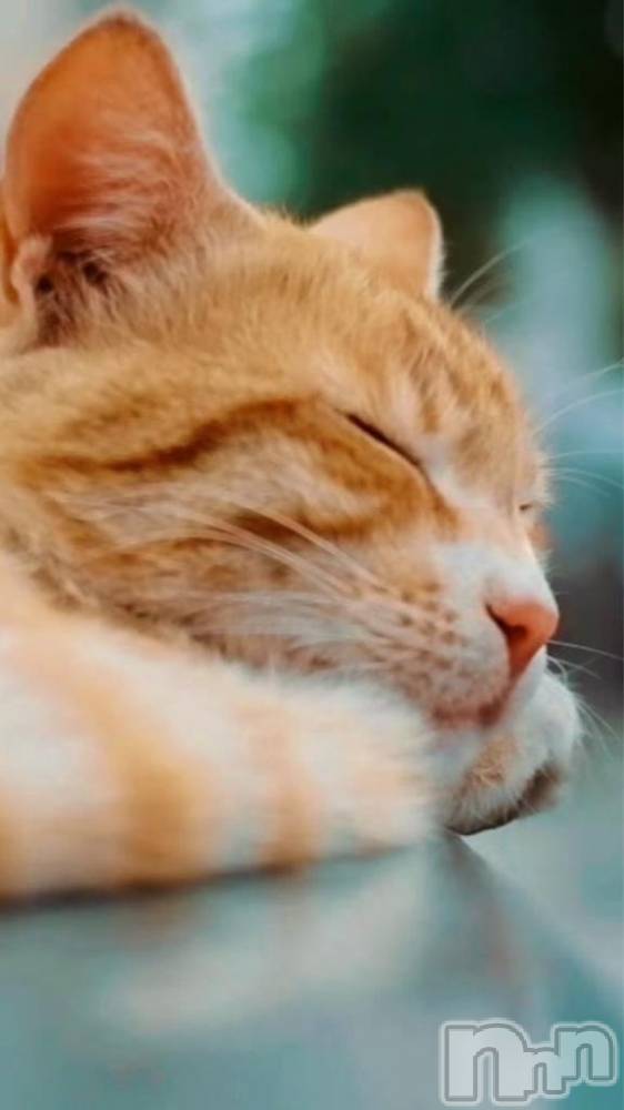 新潟デリヘル人妻不倫処 桃屋 新潟店(ヒトヅマフリンドコロモモヤ) みこと殿方の女神(48)の10月31日写メブログ「キラれた」