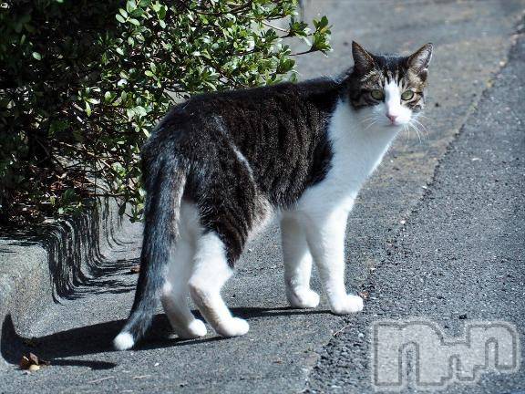 新潟デリヘル人妻不倫処　桃屋　新潟店(ヒトヅマフリンドコロモモヤ) みこと殿方の女神(48)の1月19日写メブログ「明日」