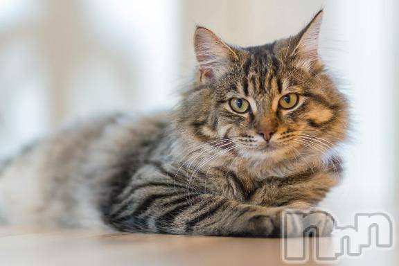 新潟デリヘル人妻不倫処　桃屋　新潟店(ヒトヅマフリンドコロモモヤ) みこと殿方の女神(48)の1月20日写メブログ「転んだのよ」