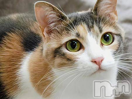 新潟デリヘル人妻不倫処　桃屋　新潟店(ヒトヅマフリンドコロモモヤ) みこと殿方の女神(48)の3月4日写メブログ「また寒っ」