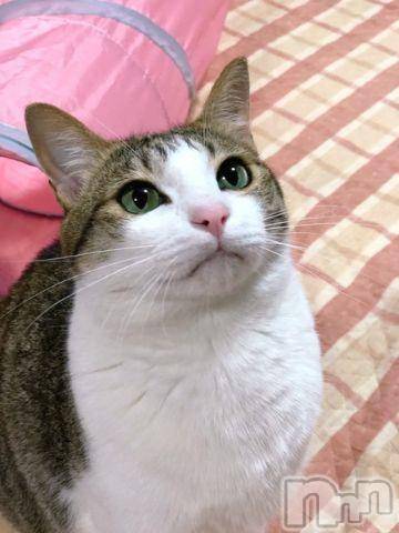 新潟人妻デリヘル人妻不倫処　桃屋　新潟店(ヒトヅマフリンドコロモモヤ)みこと殿方の女神(48)の2020年7月28日写メブログ「ありがとー」