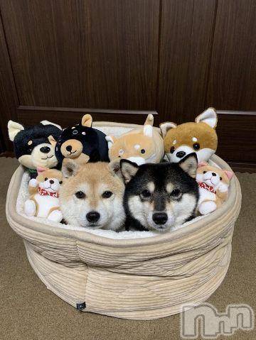 新潟人妻デリヘル人妻不倫処　桃屋　新潟店(ヒトヅマフリンドコロモモヤ)みこと殿方の女神(48)の2021年2月10日写メブログ「久しぶり」