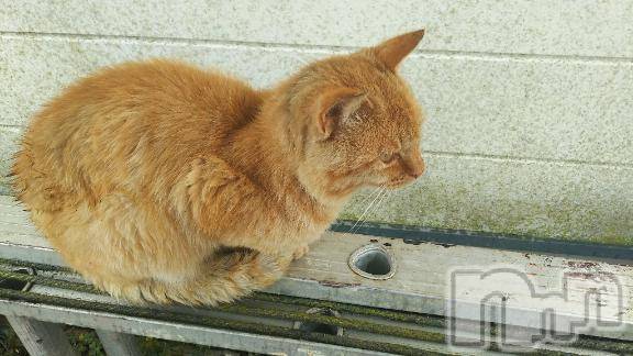 新潟デリヘル人妻不倫処　桃屋　新潟店(ヒトヅマフリンドコロモモヤ)みこと殿方の女神(48)の2025年12月21日写メブログ「12月」