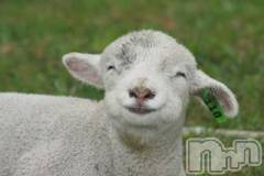 新潟デリヘル人妻不倫処　桃屋　新潟店(ヒトヅマフリンドコロモモヤ) みこと殿方の女神(48)の2月22日写メブログ「寝不足の敵は羊」