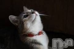 新潟デリヘル人妻不倫処　桃屋　新潟店(ヒトヅマフリンドコロモモヤ) みこと殿方の女神(48)の1月5日写メブログ「今日わ」