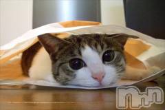 新潟デリヘル人妻不倫処　桃屋　新潟店(ヒトヅマフリンドコロモモヤ) みこと殿方の女神(48)の11月19日写メブログ「( ´∀｀)」