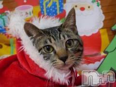 新潟デリヘル人妻不倫処　桃屋　新潟店(ヒトヅマフリンドコロモモヤ) みこと殿方の女神(48)の12月24日写メブログ「出勤」