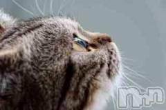 新潟デリヘル人妻不倫処　桃屋　新潟店(ヒトヅマフリンドコロモモヤ) みこと殿方の女神(48)の3月24日写メブログ「思い出のサクラ」